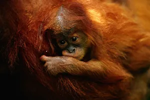 Young orang utan (Pongo pygmaeus) close up, Gunung leuser N.P, Indonesia Young orang utan (Pongo pygmaeus) close up, Gunung leuser N.P, Indonesia