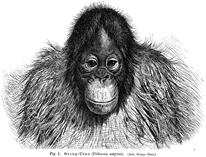 Young orangutan engraving 1895 Young orangutan engraving 1895