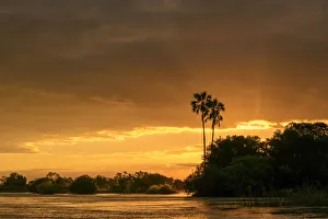 Zambezi River view at sunset with Lala palm (Hyphaene coriacea). Victoria Falls. Zambia Zambezi River view at sunset with Lala palm (Hyphaene coriacea). Victoria Falls. Zambia