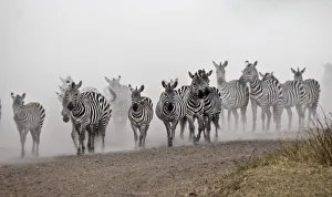 Zebra Migration Zebra Migration