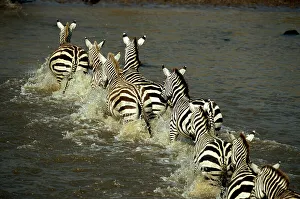 Zebras (Equus burchelli) crossing river, rear view Zebras (Equus burchelli) crossing river, rear view