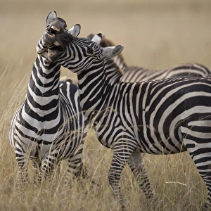 Zebras (Equus Burchelli) playing on savannah Zebras (Equus Burchelli) playing on savannah
