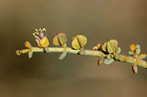 Zygophyllum retrofactrum, Goegap Nature Reserve, Namaqualand, South Africa Zygophyllum retrofactrum, Goegap Nature Reserve, Namaqualand, South Africa