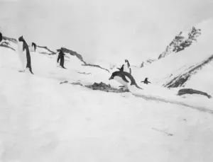 Adelie penguin on nest Adelie penguin on nest