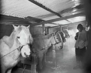 Capt Oates and Siberian ponies in the stable at Winterquarters Hut. May 23rd 1911 Capt Oates and Siberian ponies in the stable at Winterquarters Hut. May 23rd 1911