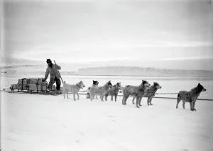 Dr Atkinson's dog team landing stores from the Terra Nova. December 2nd 1911 Dr Atkinson's dog team landing stores from the Terra Nova. December 2nd 1911