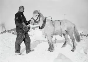 Edgar Evans and pony Snatcher. October 1911 Edgar Evans and pony Snatcher. October 1911