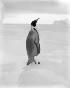 Emperor penguin, April 1st 1911 Emperor penguin, April 1st 1911