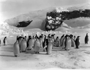Group of Emperor Penguins on the ice with snow covered rocks in background Group of Emperor Penguins on the ice with snow covered rocks in background