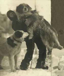 Hussey with Samson and another dog Hussey with Samson and another dog