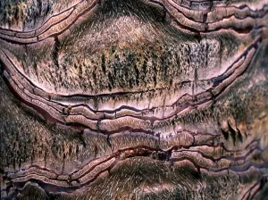 Abstract Texture Print