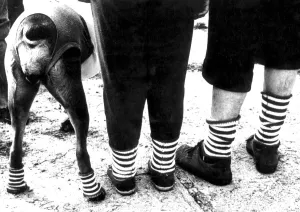 and all dressed in the same anklets, - thats not a daily sight! Here it seems and all dressed in the same anklets, - thats not a daily sight! Here it seems