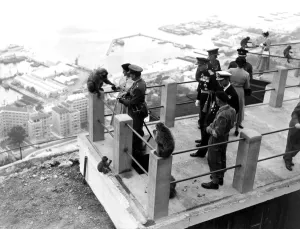 A barbary ape being fed by Queen Elizabeth II during her visit to Gibraltar. Duke A barbary ape being fed by Queen Elizabeth II during her visit to Gibraltar. Duke