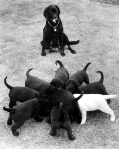 Black Labrador puppies tucking in to something tasty with their mother watching patiently Black Labrador puppies tucking in to something tasty with their mother watching patiently