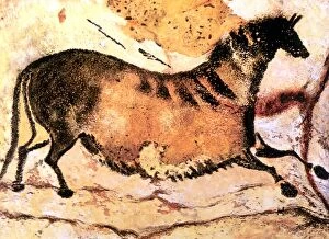 Ancient Collection: Cave Art - Lascaux - Prehistoric cave painting of running horse, from the cave system