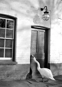 Charlie the swan is a regular visitor to Shorehams inn- The Rising Sun . Two years Charlie the swan is a regular visitor to Shorehams inn- The Rising Sun . Two years