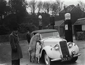 Images Dated 14th July 2015: A ewe with her dog friend climb in the window of a sports car in West Malling. 1937
