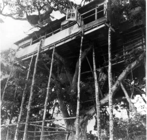 The famous Treetops House in Nairobi where Princess Elizabeth and the Duke of Edinburgh The famous Treetops House in Nairobi where Princess Elizabeth and the Duke of Edinburgh