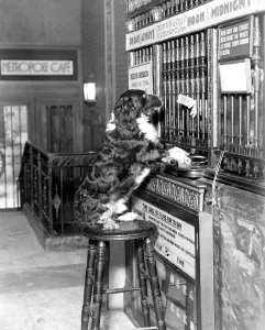 Henry Woggins, the pet dog of Mrs Fraser Simpson, author of Footsteps in the Night Henry Woggins, the pet dog of Mrs Fraser Simpson, author of Footsteps in the Night