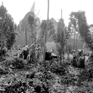 Hop picking at Paddock Wood in Kent. 1st September 1958 Hop picking at Paddock Wood in Kent. 1st September 1958