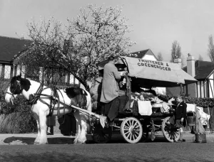 Horse-drawn fruiterer and greengrocer on his rounds in 1955 Horse-drawn fruiterer and greengrocer on his rounds in 1955