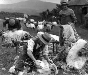 The Lake District - Cumberland farmers shearing sheep The Lake District - Cumberland farmers shearing sheep