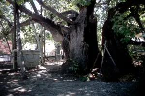 Medical - The sacred healing tree of Hippocrates, on the island of Cos, Greece. Hippocrates Medical - The sacred healing tree of Hippocrates, on the island of Cos, Greece. Hippocrates
