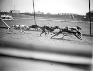 Preparing for the opening of the New Greyhound Racing Track at Harringay Preparing for the opening of the New Greyhound Racing Track at Harringay