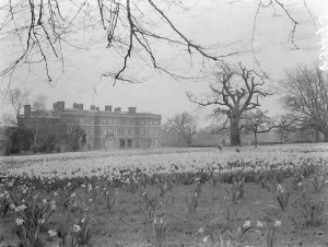 Public can see now wonderful daffodil display at Sir Philip Sassoon's home Public can see now wonderful daffodil display at Sir Philip Sassoon's home