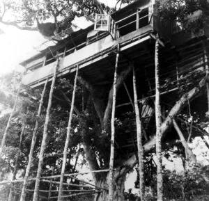 Royal Visitors to Stay at Treetops House The famous Treetops House where Princess Elizabeth Royal Visitors to Stay at Treetops House The famous Treetops House where Princess Elizabeth