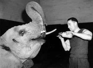 Suffering from that morning after feeling, DICKSI, the African bull elephant, gratefully Suffering from that morning after feeling, DICKSI, the African bull elephant, gratefully