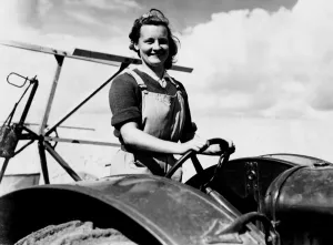 A woman farm worker on self binding machine on the farm on the Sussex Downs. August A woman farm worker on self binding machine on the farm on the Sussex Downs. August