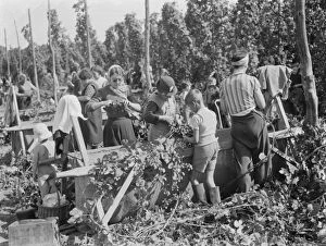 Images Dated 17th December 2014: Women hop pickers in Beltring, Kent. Each worker has a gas mask over their shoulder
