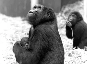 Young mother Shumba cradles her male offspring, named Kishum, who was the first arrival Young mother Shumba cradles her male offspring, named Kishum, who was the first arrival