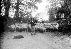 Sheep Prints: Agricultural Scene Print