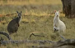 Images Dated 9th February 2015: Australia-Animal-Wallaroo-Kangaroo-Conservation