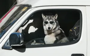 Australia-Animals-Dog Australia-Animals-Dog