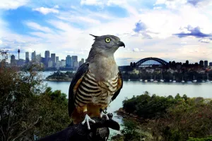 Australia-Taronga Zoo-Pacific Baza Australia-Taronga Zoo-Pacific Baza