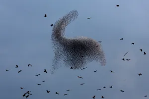 Black Kites Fly as Murmuration of Starlings Perform Black Kites Fly as Murmuration of Starlings Perform