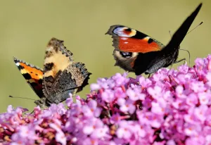 A butterflies searches for food on a buddleia flower, on August 4, 2013 in Godewaersvelde A butterflies searches for food on a buddleia flower, on August 4, 2013 in Godewaersvelde
