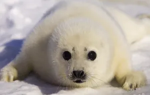 Canada-Environment-Seals-Mccartney Canada-Environment-Seals-Mccartney