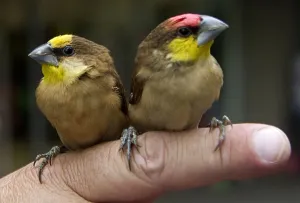 Colombia-Animals-Birds Colombia-Animals-Birds
