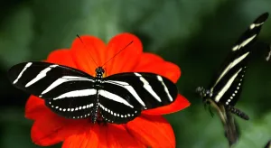 Colombia-Zoo-Butterfly Colombia-Zoo-Butterfly