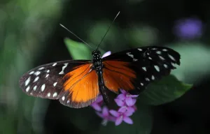 Costa Rica-Nature-Butterflies Costa Rica-Nature-Butterflies