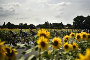 Tour de France 2018: Cyclists in Sunflower Fields