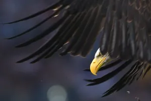 Fbl-Ita-Seriea-Lazio-Udinese-Feature Fbl-Ita-Seriea-Lazio-Udinese-Feature