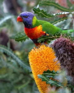 Files-Australia-Animals-Lorikeet-Offbeat Files-Australia-Animals-Lorikeet-Offbeat