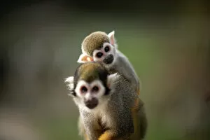 2021 Collection: FRANCE-ANIMALS-MONKEY-NATURE