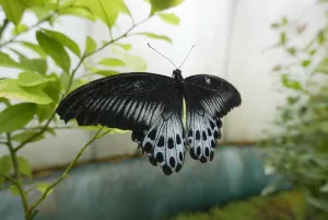 France-Art-Butterflies France-Art-Butterflies