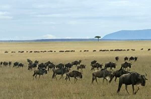 Nairobi Collection: Kenya-Animals-Mara-Serengeti-Wonder